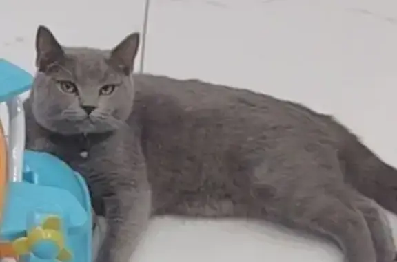 Пропала кошка, Апрельская улица, 11, Жуковка - photo