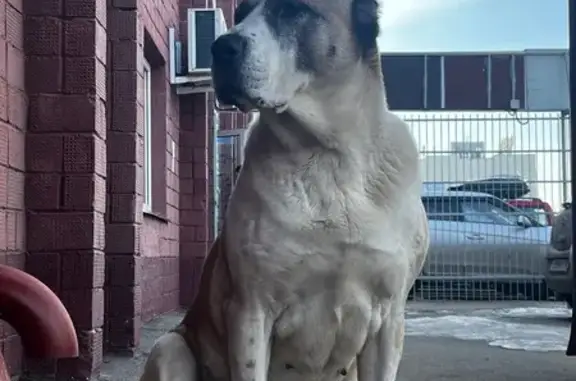 Найдена собака, Ижевск, фото: Найдена собака, женская, улица 10 лет Октября, 53, Ижевск - недавно ощенилась