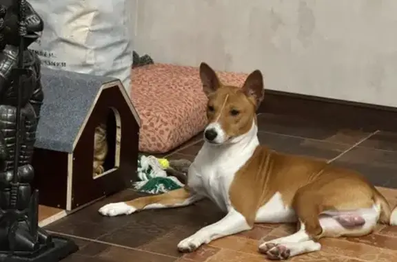 Пропала собака Мальчик, Тамбов (rl1156198) - photo