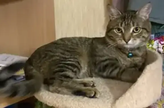 Пропала кошка, улица 27-го Партсъезда, Кинель - photo