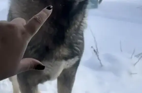 Пропала собака, Калининская улица, Володарск - откликается на кличку Дымка - photo