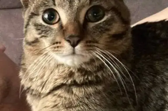 Найдена кошка, Москва, фото: Найдена кошка, Мурановская улица, 3, Москва - очень ручной мальчик