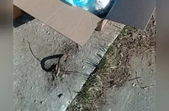 Найденные животные Павловский Посад, фото: Найдена кошка, улица Кузьмина, 13/2, Павловский Посад