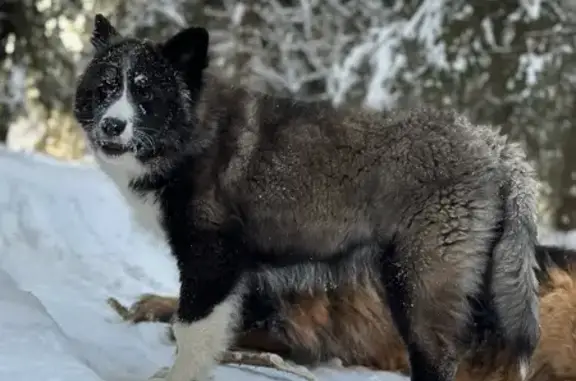 Пропала собака, Краснодарская улица, 60A, Москва - photo
