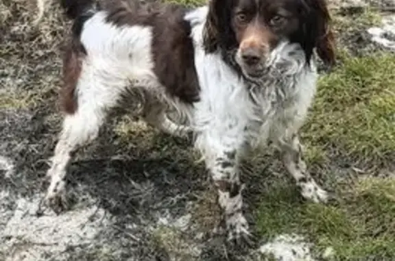 Найденные животные Валуйки, фото: Найден собака, Безымянный переулок, 4, Валуйки - контактный кобель
