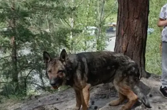Пропала собака, Южный Власихинский проезд, Барнаул - photo
