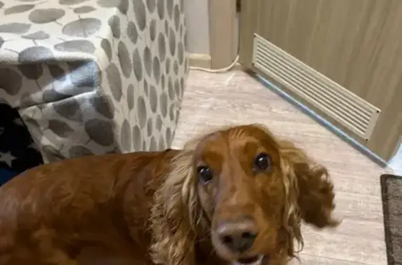 Найдена собака, Ростов-на-Дону, фото: Найден собака, улица Дмитрия Петрова, 12, Ростов-на-Дону - молодой спаниель