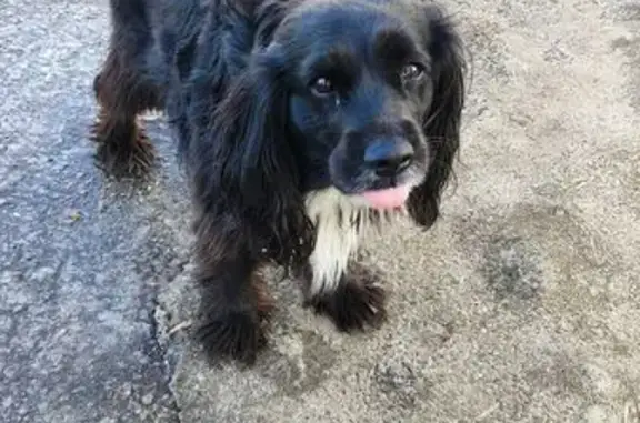 Найдена собака, Уфа, фото: Найдена собака, женская, улица Коммунаров, 66, Уфа - белый подбородок и живот