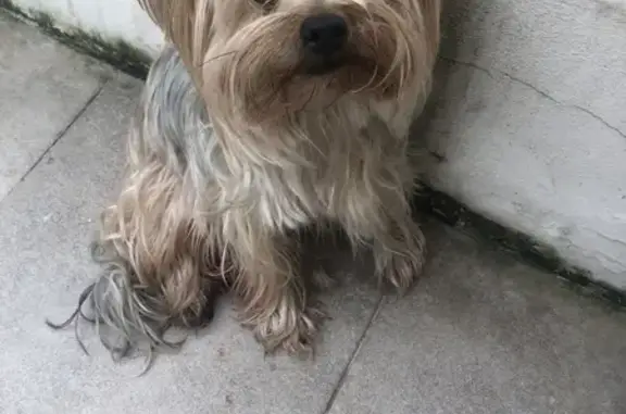 Найдена собака, Сочи, фото: Найдена собака, Парковая улица, Сочи