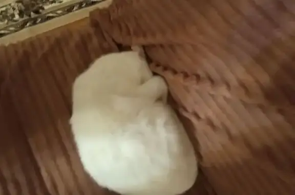 Кошки потеряшки, Бирск, фото: Потеряшка кот, Октябрьская улица, 35, Бирск - белый с зелеными глазами