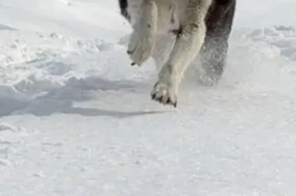 Пропал собака, Финансовый переулок, 4, Чигири - черно-белый - photo