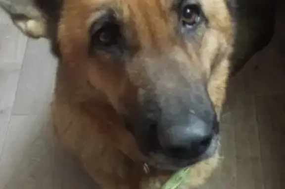 Пропала собака, женский пол, Ручейковая улица, Болтино - немецкая овчарка, кормящая - photo