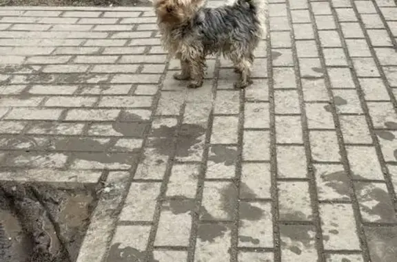 Найдена собака, Липецк, фото: Найден собака, мужской, улица А. Г. Стаханова, 65, городской округ Липецк