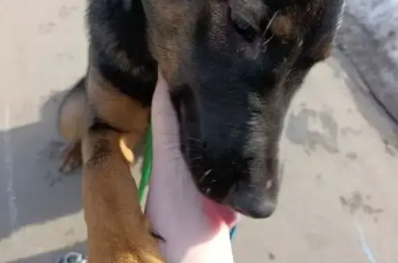 Найдена собака, Москва, фото: Найдена собака, Зеленодольская улица, Москва - девочка в коричневом ошейнике