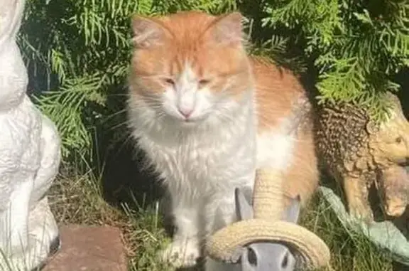 Пропал кот, улица Дружбы, 12 литА, Санкт-Петербург - рыже-белый окрас - photo