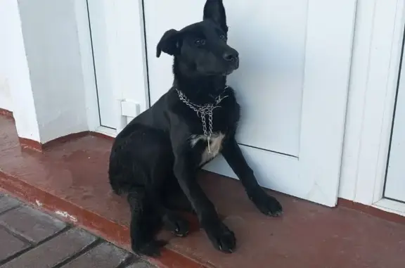 Объявления о пропавших и найденных животных, Козельск, фото: Найден собака, Лесная улица, 4, городское поселение Козельск - сидит на крыльце мех завода