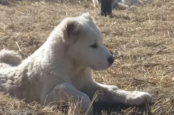 Пропала собака Мальчик, Богородицкое (rl1156235) - photo