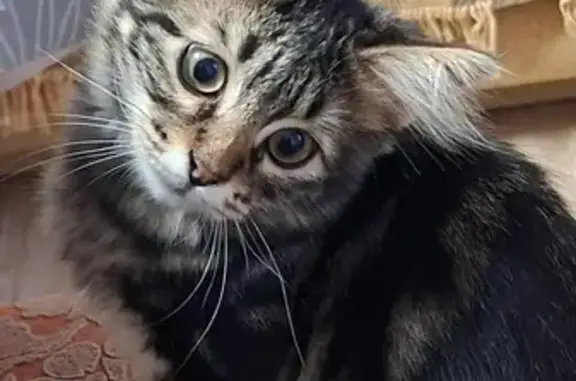 Пропала кошка, улица Кирова, 21, Красный Крым - photo