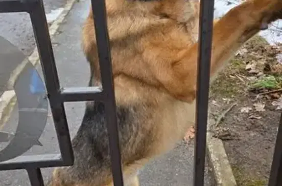 Объявления о пропавших и найденных животных, Глинка, фото: Найден собака, Михайловская улица, Глинка - крупный мальчик с чёрным ошейником