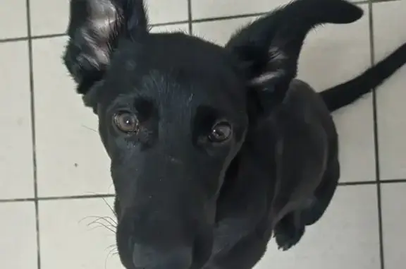 Объявления о пропавших и найденных животных, Сергиев Посад, фото: Найдена собака, Красногорская площадь, Сергиев Посад