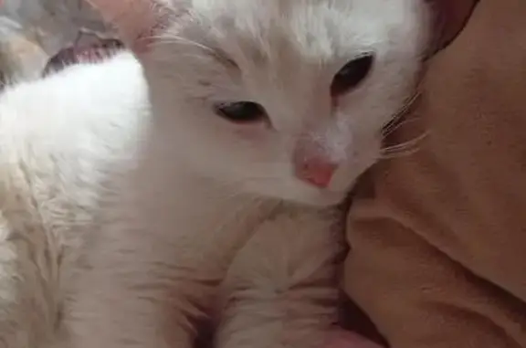 Найдена кошка, Чисмена, фото: Найдена кошка, Первомайская улица, Чисмена - белая с блошинным ошейником