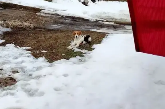 Найдена собака, Самара, фото: Найдена собака, Самара - девочка рыжая с белым, охотничья порода