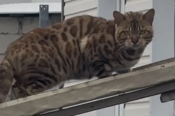 Найдена кошка, Балаково, фото: Найдена кошка, Каховская улица, 6/1, Балаково - бенгал на трубе