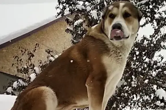 Пропала собака, улица Энтузиастов, 10, городской округ Торжок - photo