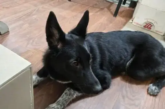 Найдена собака, Санкт-Петербург, фото: Найдена собака, Автовская улица, Санкт-Петербург - взрослая, голубой ошейник