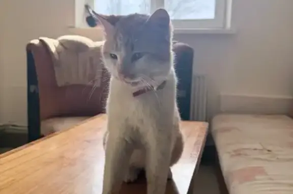 Найдена кошка, Элиста, фото: Найдена кошка, проспект Петра Анацкого, Элиста - бело-рыжий, с красным ошейником