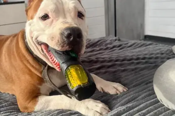 Пропала собака, Сиверский, Ленинградская область - рыжая с белым окрасом - photo