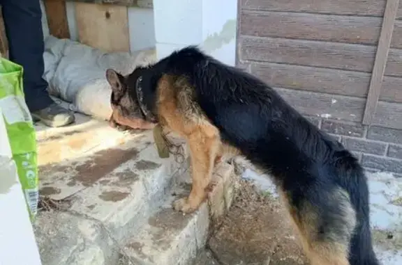 Найдена собака, Нетьинское, фото: Найдена собака, заправка, п. Ивановка, Нетьинское - молодой кобель в ошейнике