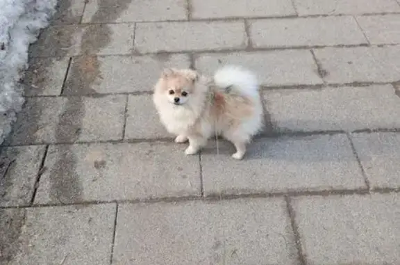 Найдена собака, Москва, фото: Найден шпиц, Клинская улица, Москва - мальчик с клеймом заводчика