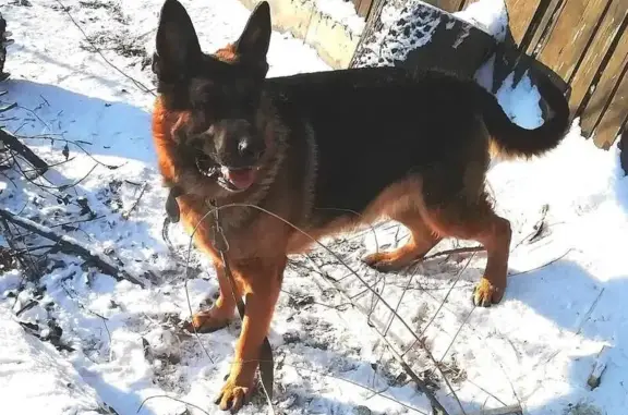Пропала собака, Омская улица, Хабаровск - немецкая овчарка, 9 лет - photo