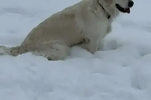Пропала собака, улица Адмирала Черокова, 22 литА, Санкт-Петербург - photo