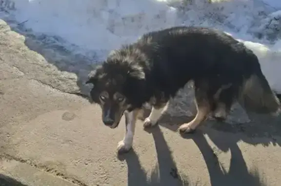 Найдена собака, Житнево, фото: Найден собака, 7, Житнево