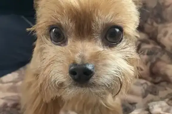 Пропала собака, Аникеевская улица, 15, Красногорск - photo