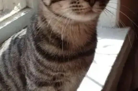 Пропал кот, Световая улица, 7, Хабаровск - серый в полоску, кусается - photo