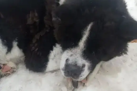 Найдена собака, Новосибирск, фото: Найдена собака, улица Добролюбова, 14, Новосибирск