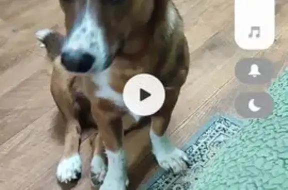 Пропала собака, Тагильская улица, Орск - photo