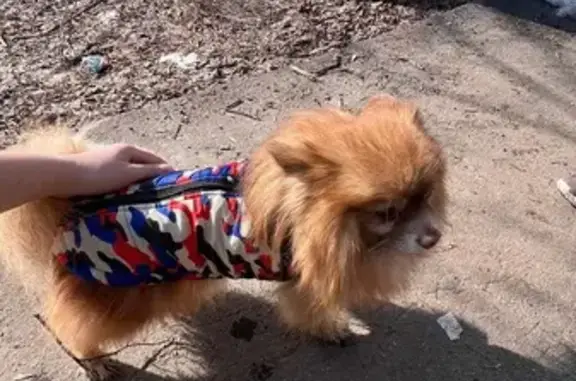 Найдена собака, Ступино, фото: Найден рыжий шпиц, Ступино, Московская область