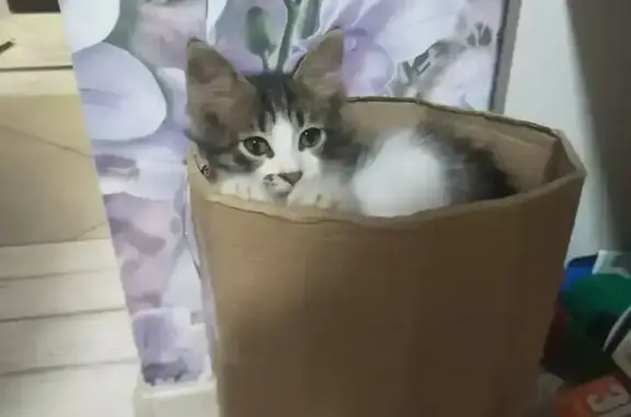 Пропала кошка, Крутой переулок, 12, Ставрополь - photo