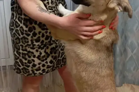 Найдена собака, улица Маршала Одинцова, Воронеж - photo