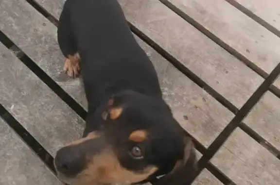 Найдена собака, Малое Васильково, фото: Найдена собака, Уютная улица, Малое Васильково - черная такса