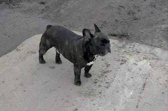 Найдена собака, Пенза, фото: Найдена собака, улица Макарова, городской округ Пенза - без ошейника, иногда лает