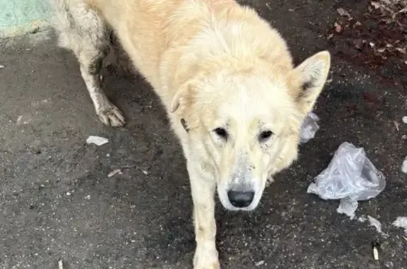 Найдена собака, Самара, фото: Найдена собака, 9 просека, 5 линия, Самара - бегает возле кофейни Корж