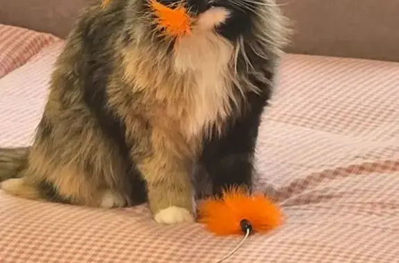 Пропала кошка, Заводская улица, 25 с3, Зеленоград - photo