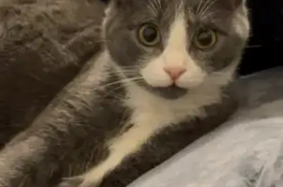 Пропала кошка, улица Ипатова, 29, Михайловск - photo