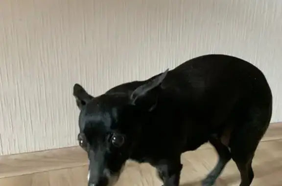 Объявления о пропавших и найденных животных, Люберцы, фото: Найдена собака, женский пол, Озёрная улица, 9, Люберцы - старенькая, черная