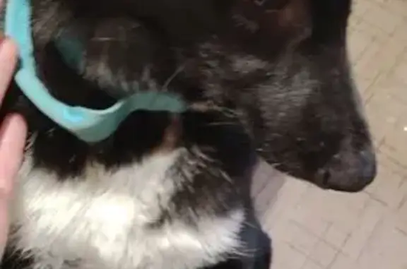 Найдена собака, Санкт-Петербург, фото: Найдена собака, Автовская улица, Санкт-Петербург - девочка с ярко голубым ошейником